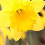 Deadheading Daffodils