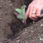 Planting Brassicas