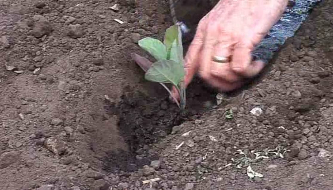 Planting Sprouts and other Leafy Brassicas