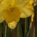 Daffodils from Pots