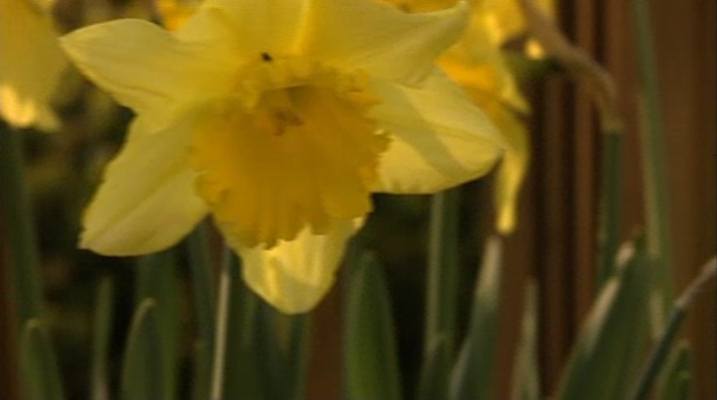 Daffodils from Pots