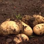 Harvesting Early Potatoes