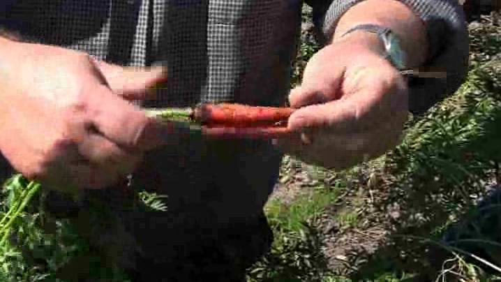 Carrot Thinning