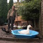 Keeping Ducks in Back Garden