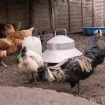 Keeping Hens in Back Garden
